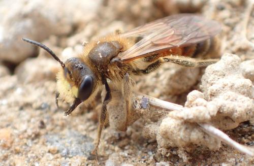 Andrena sp.